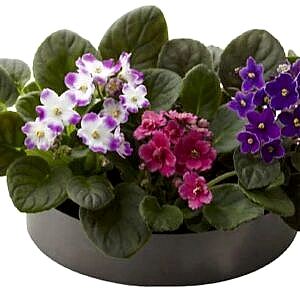 African violets in ceramic pots