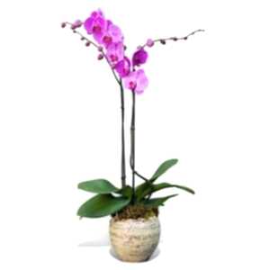 Double stemmed pink orchid