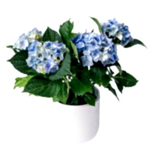 Blue Hydrangea