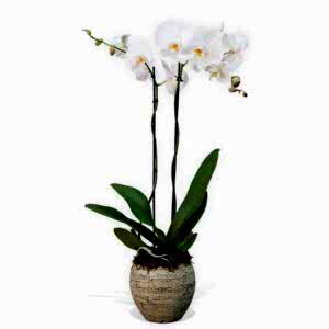 home plant delivery ıstanbul turkey