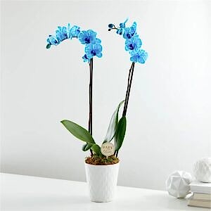 Baby in Bloom Blue Orchid