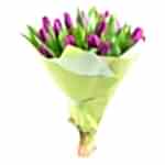 bouquet of 25 purple tulips, isolated on white background, shallow DOF