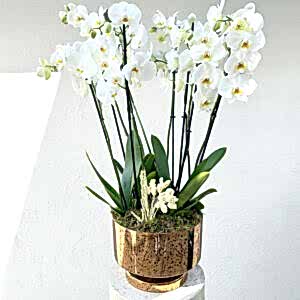 8 Branch Orchid White