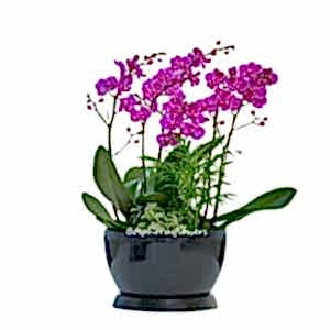 Cheerful Purple Orchid